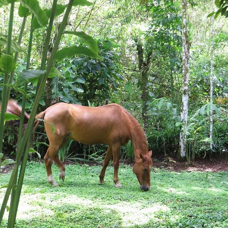 Mindo Eco Chalet Con Rio Y Cascada Экстерьер фото