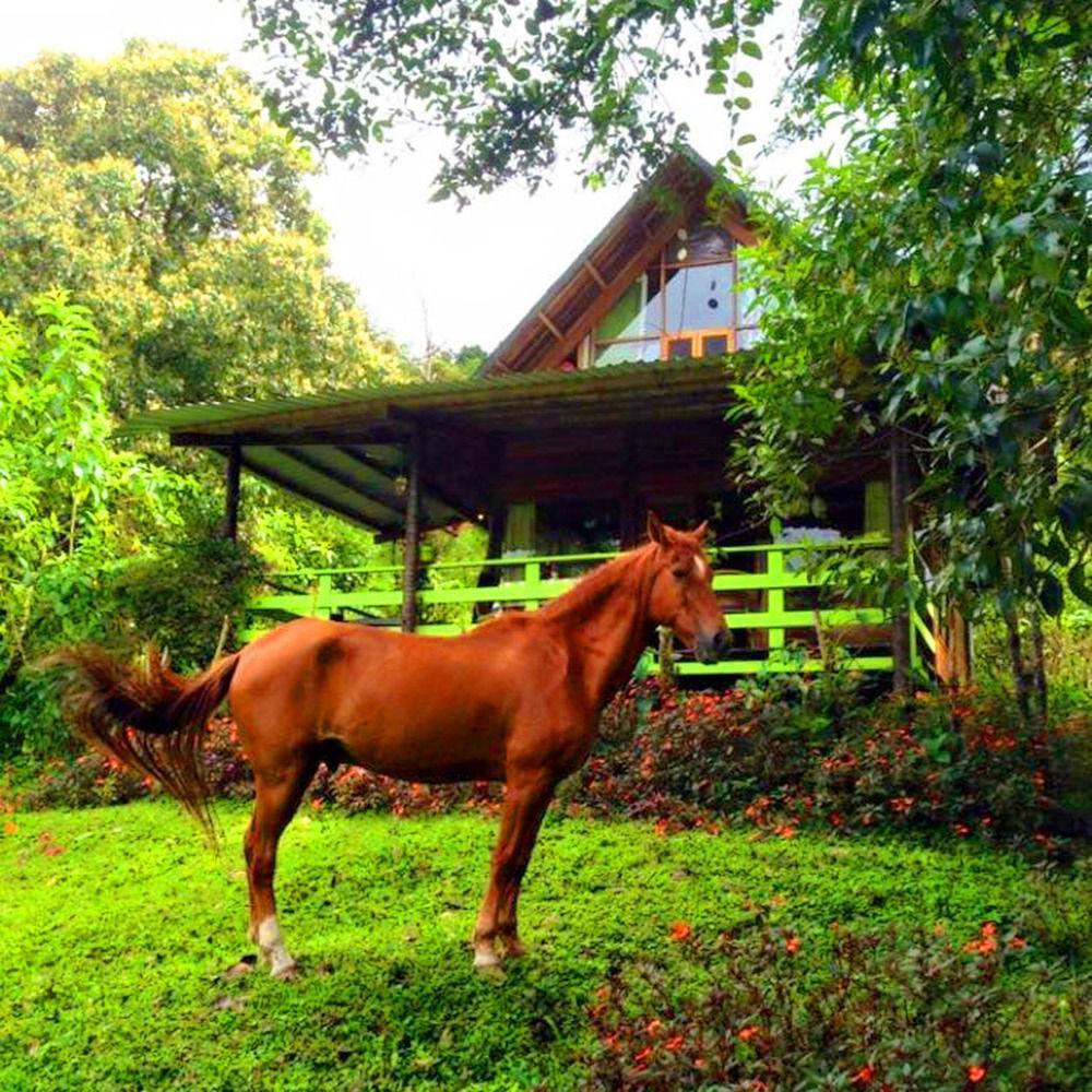 Mindo Eco Chalet Con Rio Y Cascada Экстерьер фото